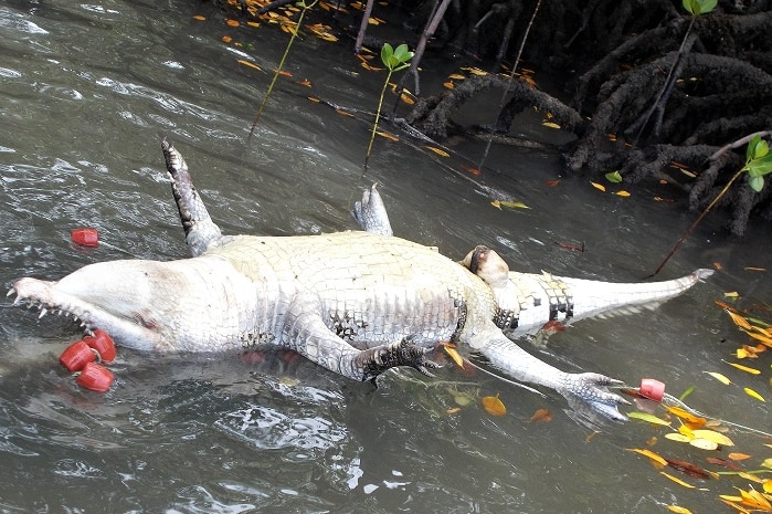 A dead crocodile floating upside down in a river some netting can be seen around it.