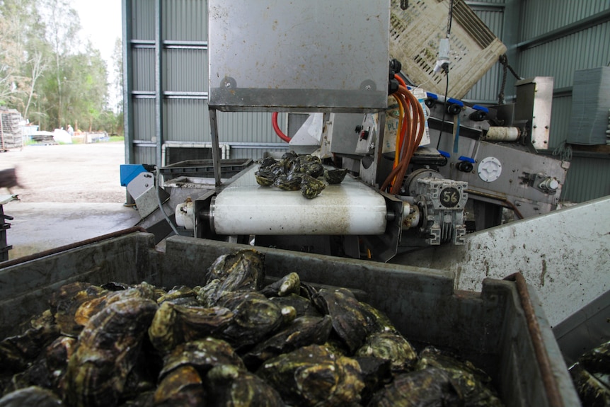 oysters in a crate with machinery in the background