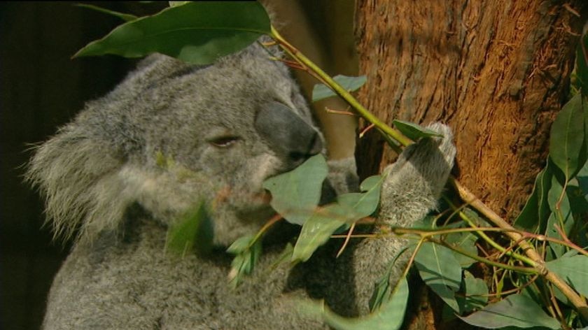 TV still of koala in tree eating eucalyptus leaves at Brisbane zoo on August 5, 2008.