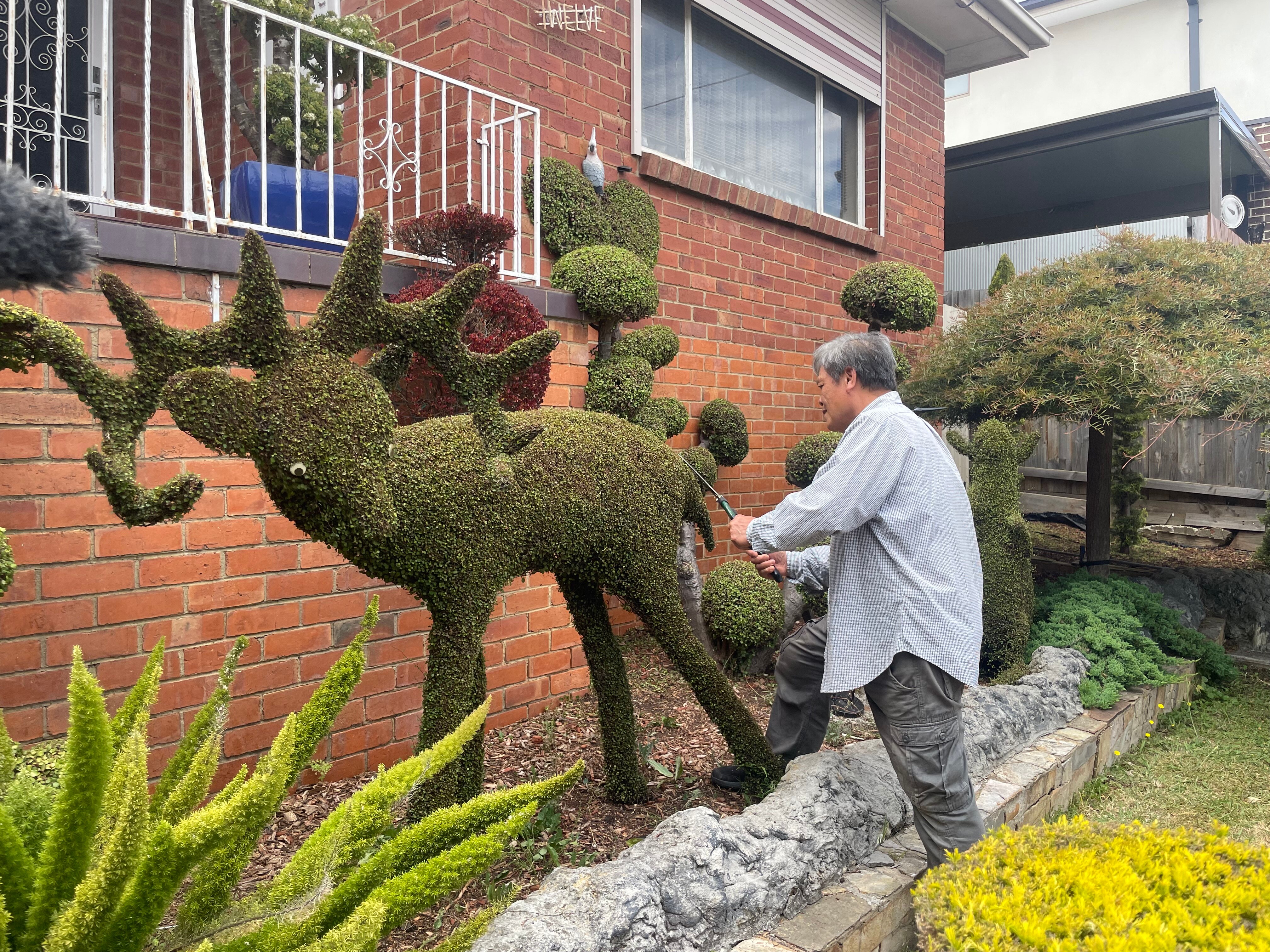 A man in a white shirt is pictured holding a hedge trimmer while working on his hedges.