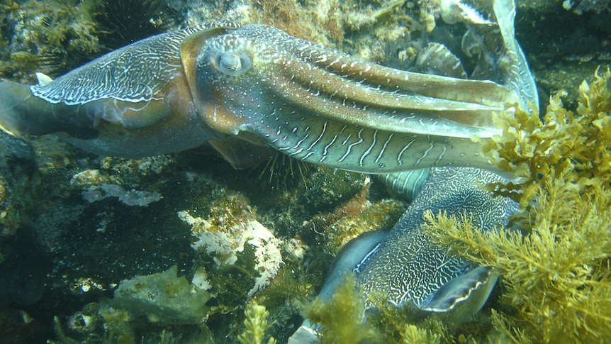 A mating pair of cuttlefish near Point Lowly