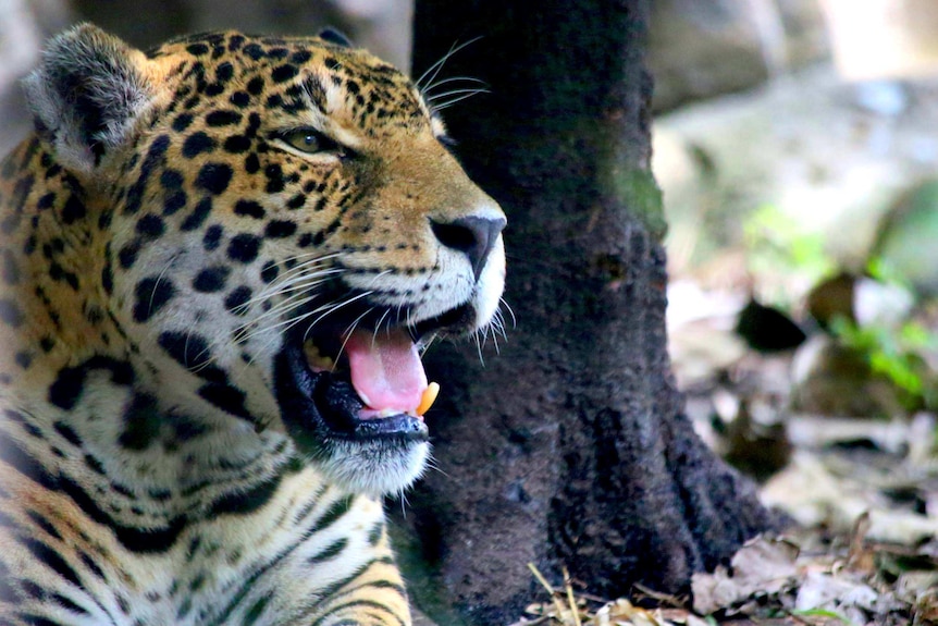A jaguar yawns.
