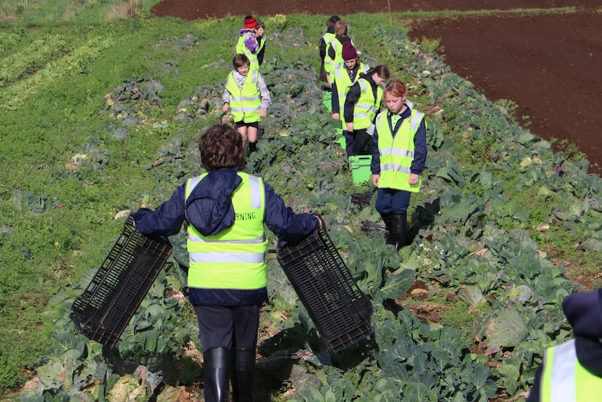 Children line up along rows of cabbage ready to work in high vis shirts, one boy holds crates