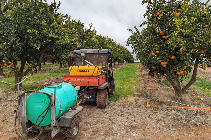 A UTV being used with a green tank for spray demonstrations in an orange orchard.