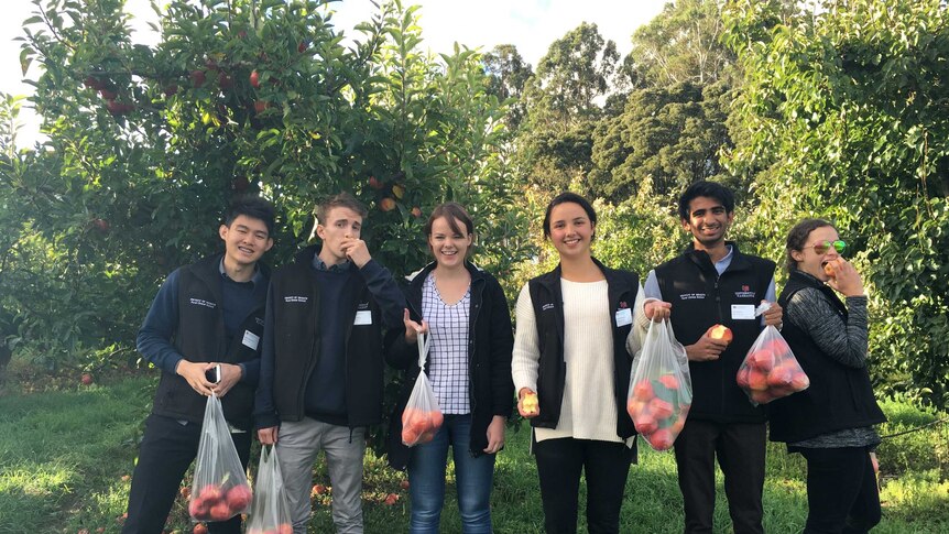 Six people in an orchard holding plastic bags full of apples