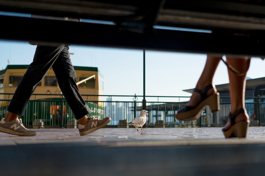 A low perspective shot of a seagull and two pairs of legs seen from beneath a bench.