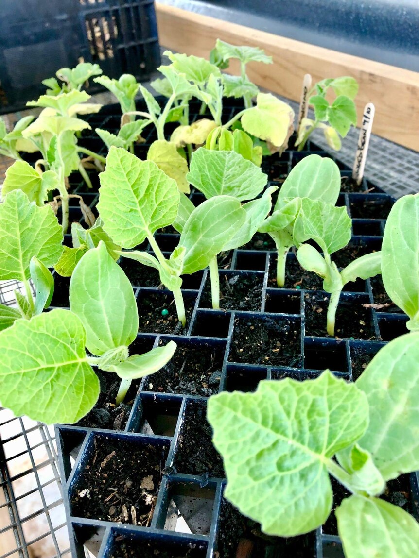 Close up picture of seedlings sitting in a tray on a workbench.