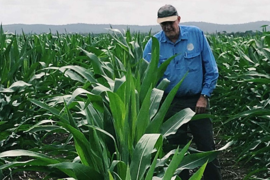 male farmer standing next to corn crop