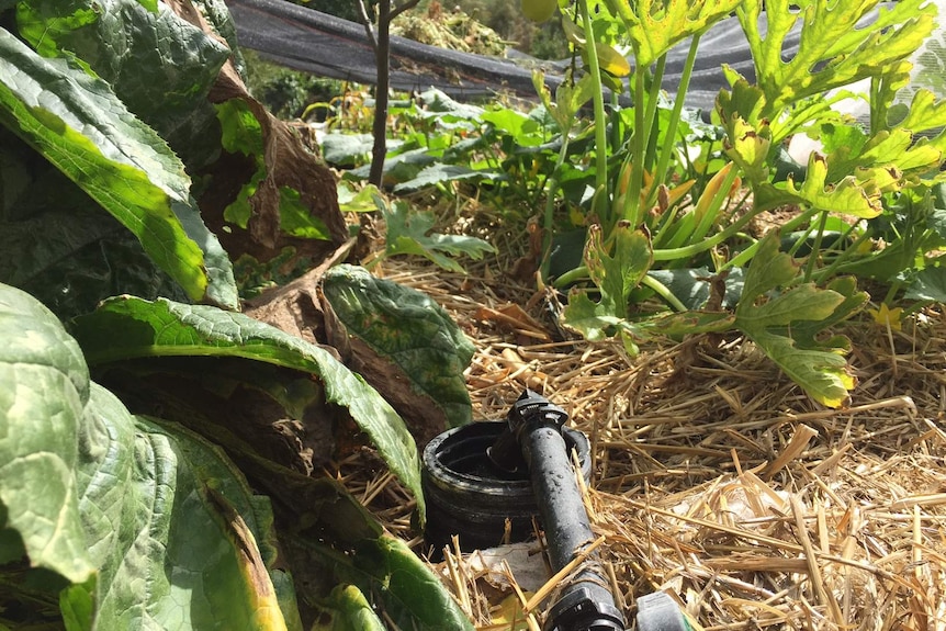 A pipe sits at the top of a grow bed. Water from the fish tank is delivered via the pipe