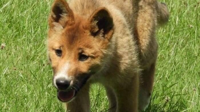 Endangered dingo believed to be dropped by eagle into backyard