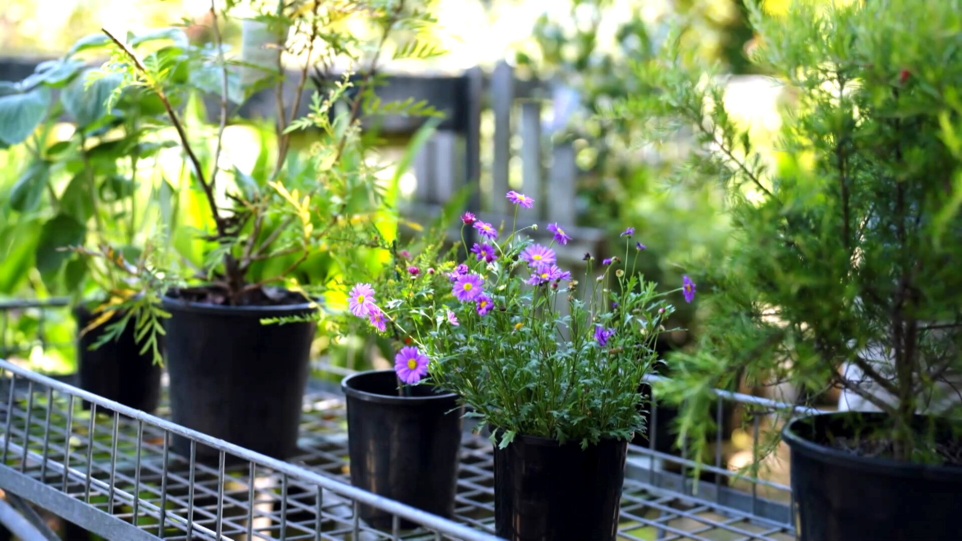 Potted native plants, including purple daisies.