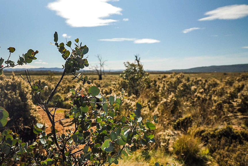 Juvenile Cider Gum up close, with an old dead cider gum on the plains in the background.