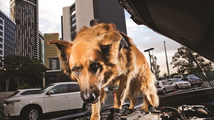 A police dog wearing protective shoes inside a car bonnet walking over the engine