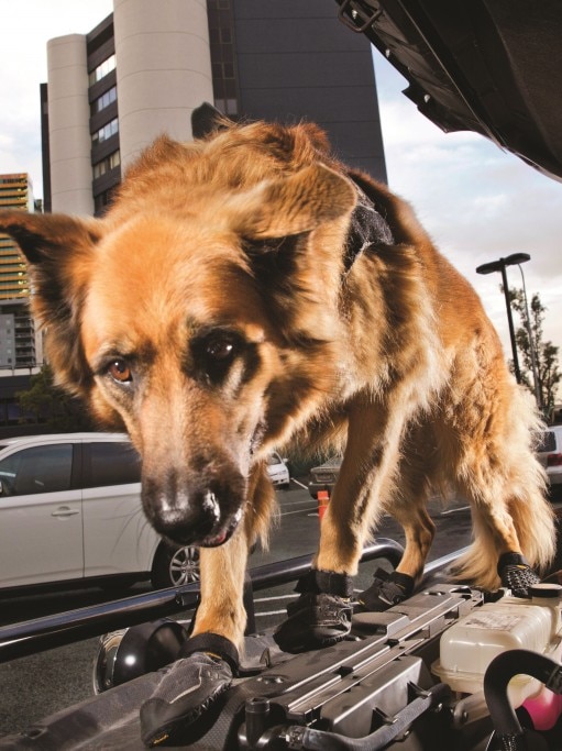 A police dog wearing protective shoes inside a car bonnet walking over the engine