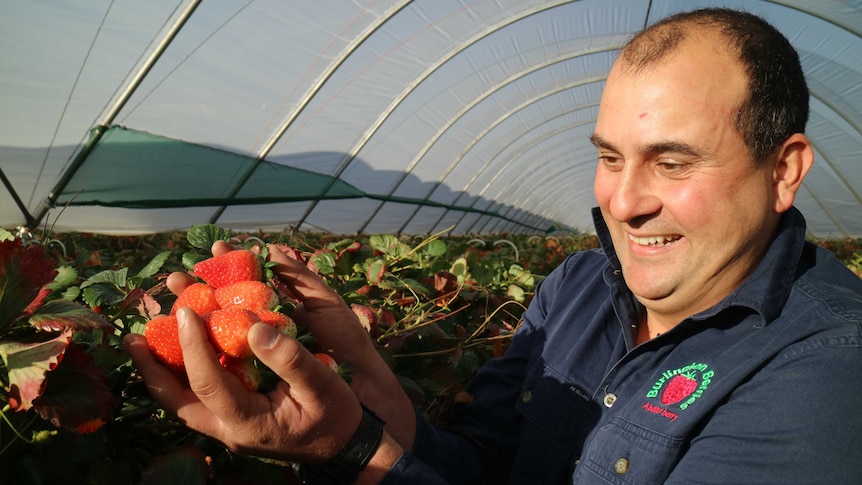 A grower holds strawberries in his hand inside a growing tunnel