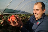 A grower holds strawberries in his hand inside a growing tunnel