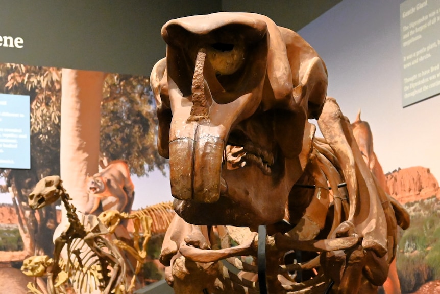 A full skeleton of a diprotodon in a museum's megafauna display.