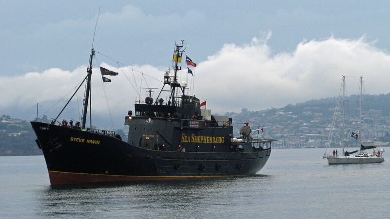 The Sea Shepherd ship has docked at Hobart.