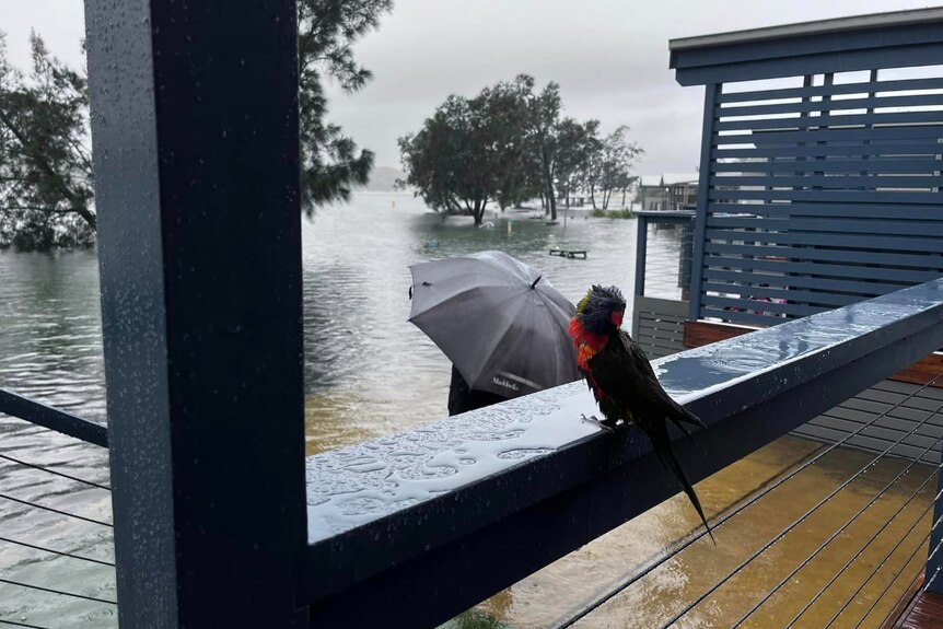 A drenched rainbow lorikeet sits on the railing of a balcony, looking out over floodwater.