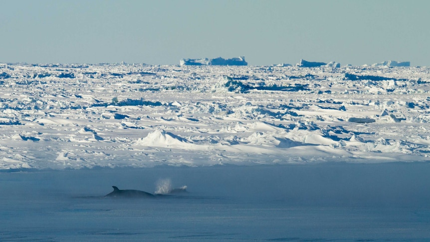 A whale in Antarctica.