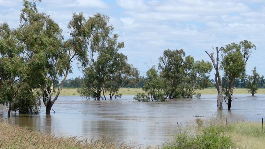 Flood waters between Boggabilla and Toomelah.