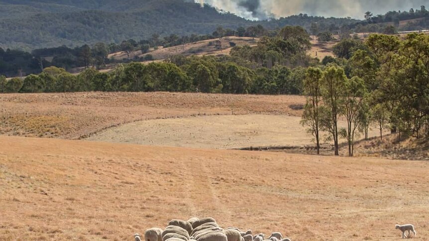 Sheep feed on pellets in a dry paddock while a fire burns in the background.