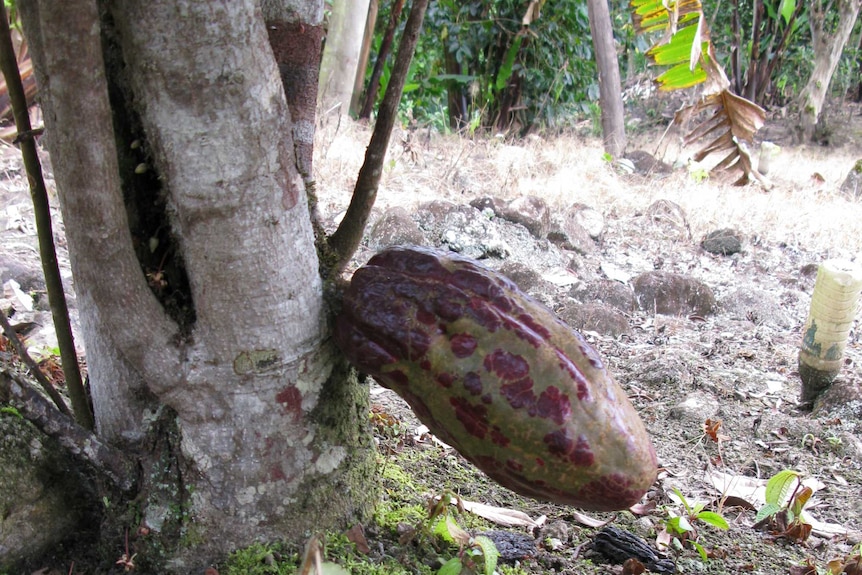 Cacao tree with pod