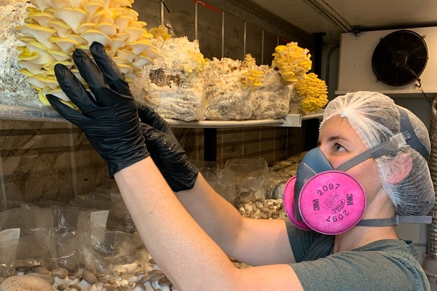 A woman wearing a mask, hairnet and gloves, picks bright yellow oyster mushrooms growing on a shelf.
