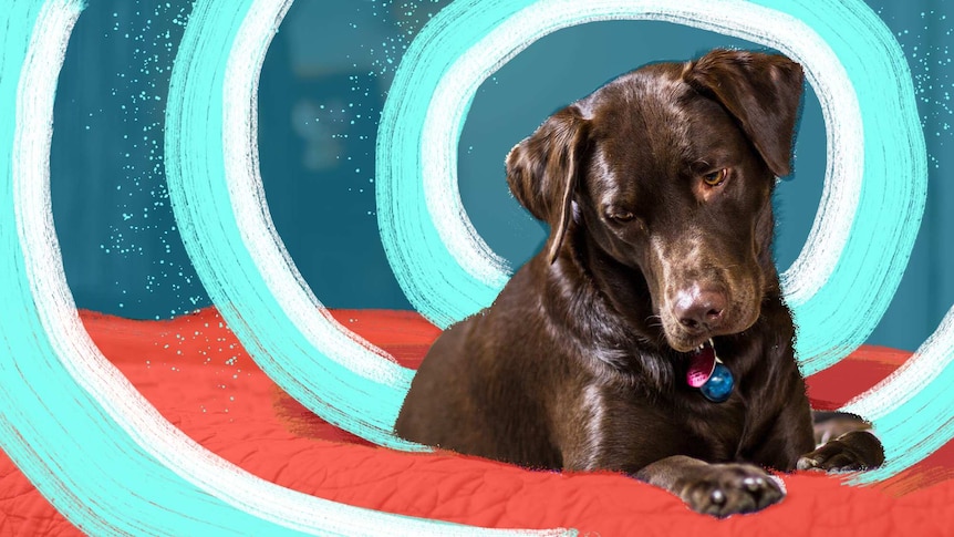 Photo of brown Labrador sitting on the bed with illustrated swirls behind him to depict signs of anxiety in dogs and treatments.