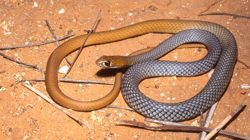A thin snake with grey on the top half and yellow scales on bottom half coiled on the dirt