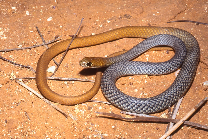 A thin snake with grey on the top half and yellow scales on bottom half coiled on the dirt