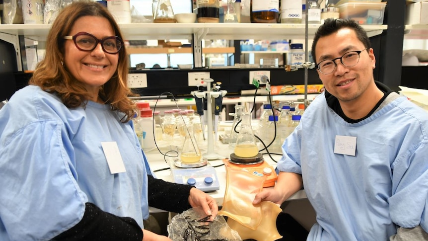 A man and woman stand in a lab with blue lab coats on, holding small plastic looking films with seaweed embedded in them.