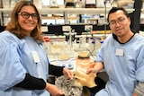 A man and woman stand in a lab with blue lab coats on, holding small plastic looking films with seaweed embedded in them.