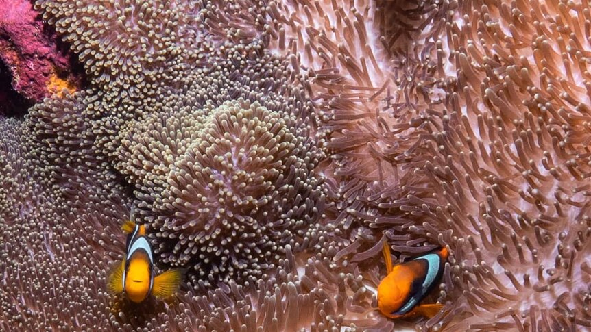 A family of anemone fish swim amongst soft coral.