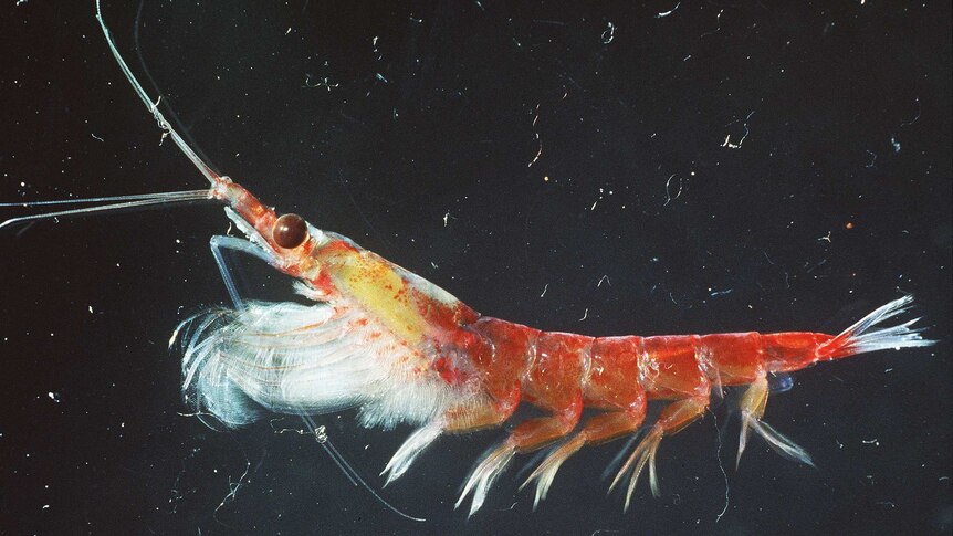 A close-up view of an Antarctic krill shows a red creature with several sets of legs.