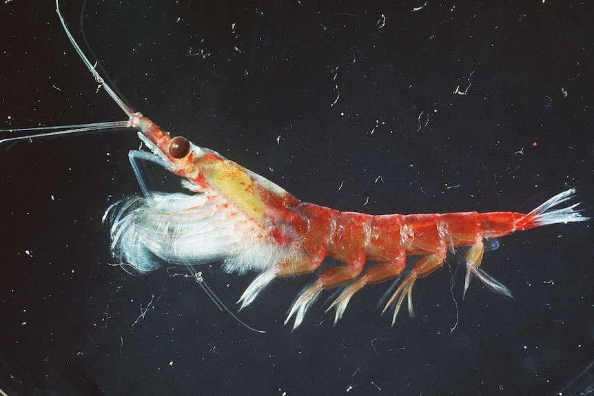 A close-up view of an Antarctic krill shows a red creature with several sets of legs.