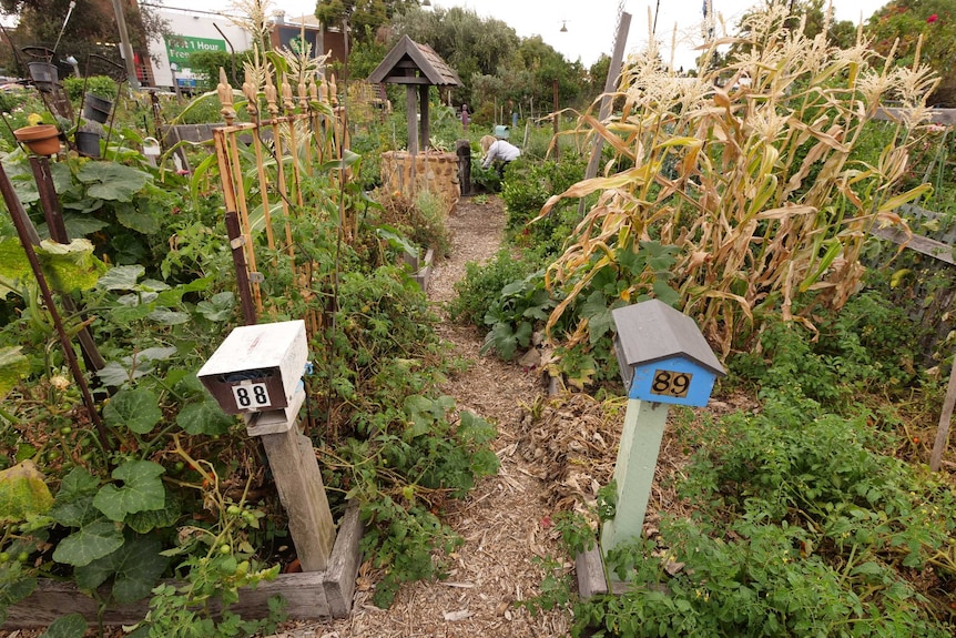 Two post boxes at the corner of a vegetable plot in a community garden.