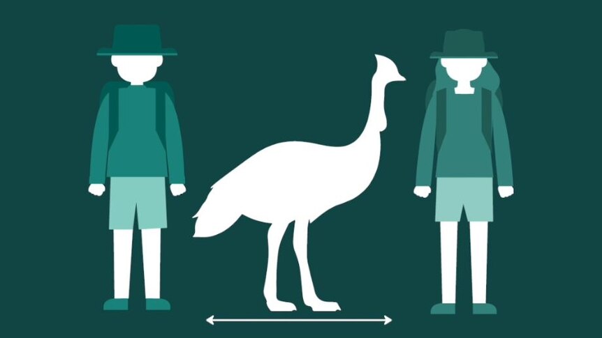 A cartoon sign with two people standing on each side of a cassowary