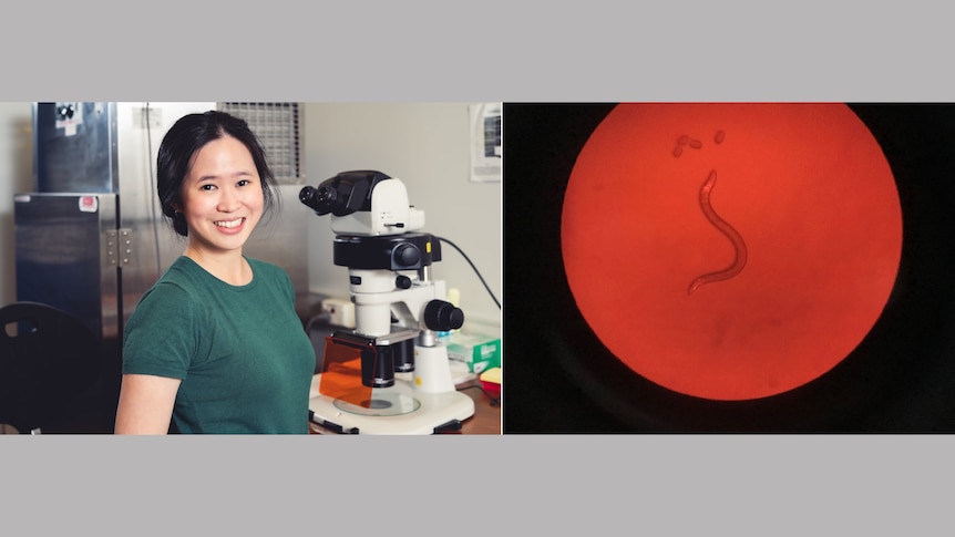 Dr Yee Lian Chew, and the roundworm C. elegans