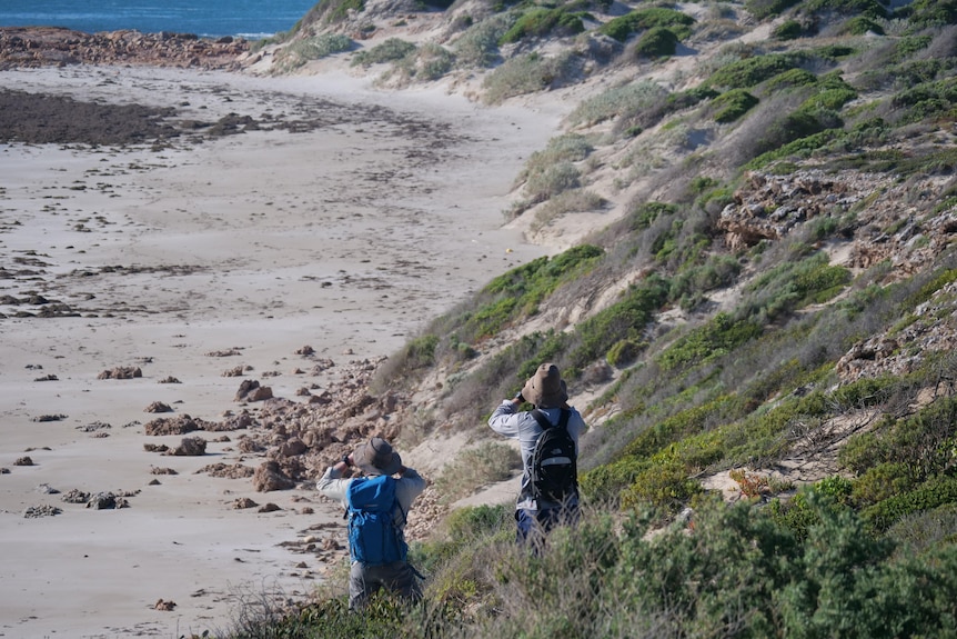 Back of two people looking through binoculars towards beach area and coast