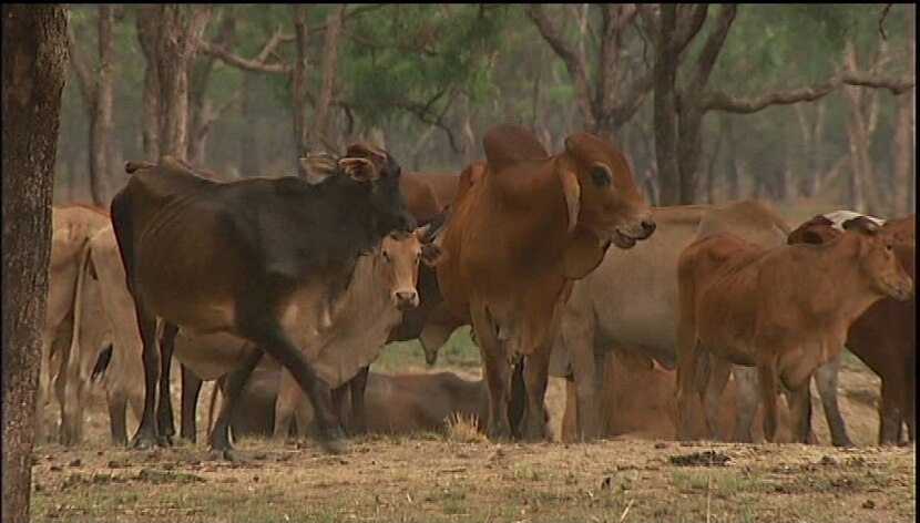 Indigenous Quarter - ABC News