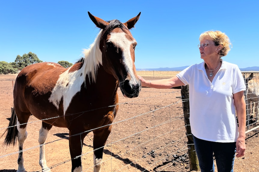 a woman pats a horse