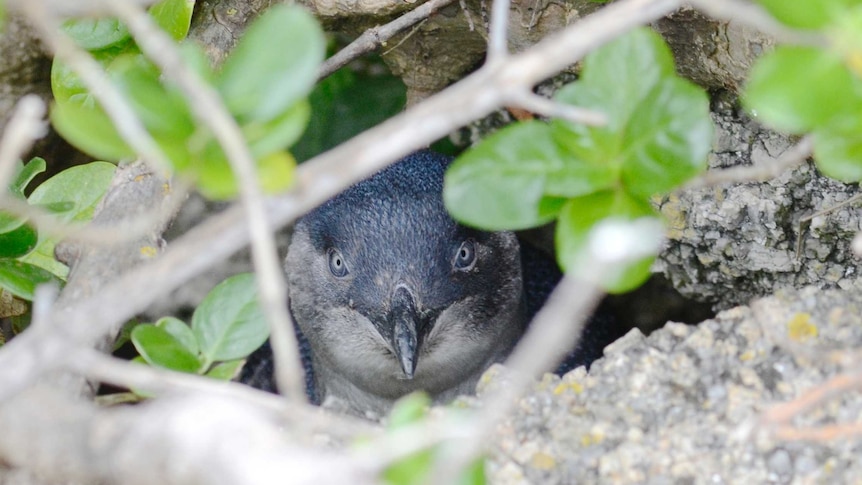 Little penguin in its burrow.