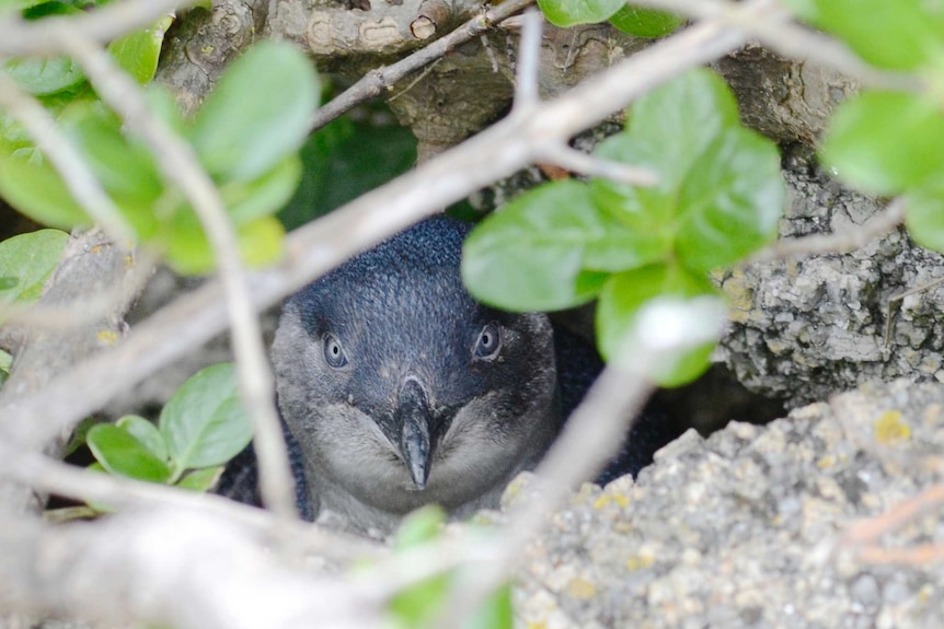 Little penguin in its burrow.