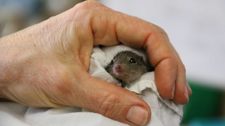 A dibbler peeks out from a blanket held in a person's hands.