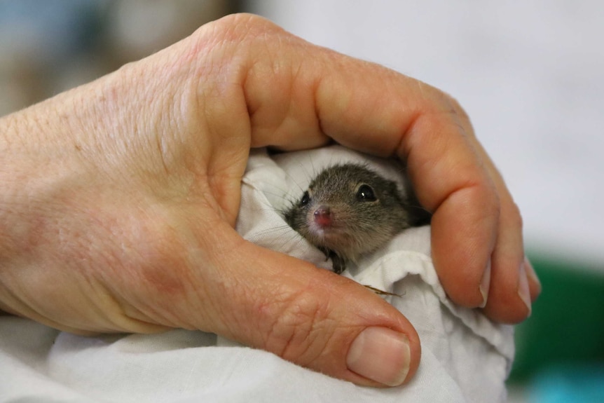 A dibbler peeks out from a blanket held in a person's hands.