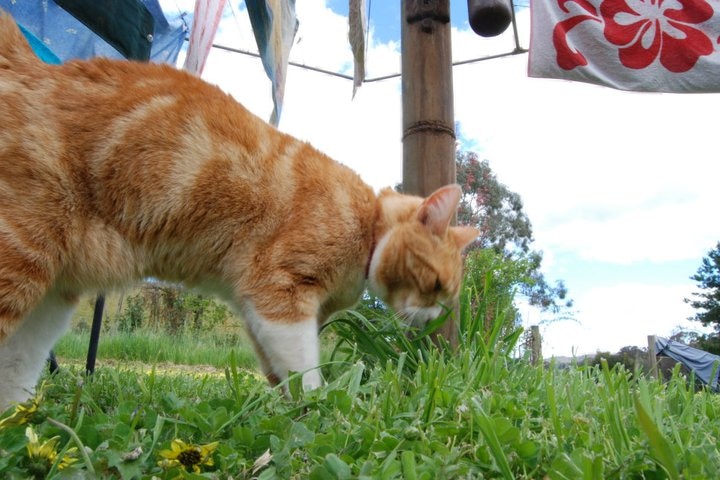 A cat sniffing the ground outside