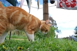 A golden tabby cat sniffing the ground outside