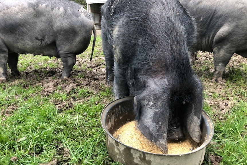 A black pig pushes its face into a bucket of grain.