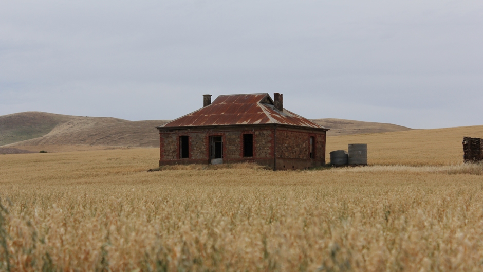 An abandoned stone cottage with a rusting corrugated iron roof standing in a field of wheat.